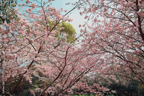 Wallpaper Mural Beautiful Pink Cherry Blossoms Blooming on Branches Torontodigital.ca