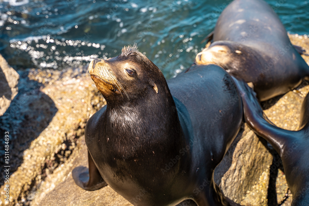 Obraz premium Wild Sea Lion Sitting on Coastal Rock in Natural Habitat