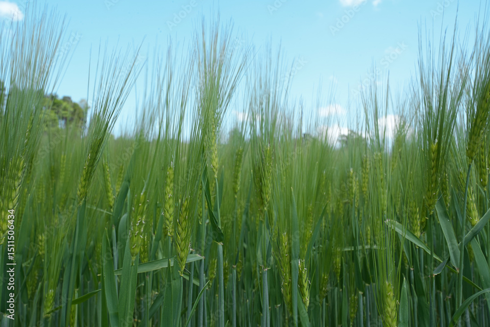 Obraz premium A lush field of green wheat with tall stalks swaying gently in the breeze under a clear blue sky. The scene captures the essence of agriculture and nature.