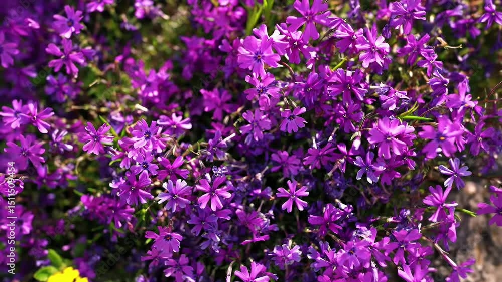 Intense Purple Wildflower Intense Purple Wildflower