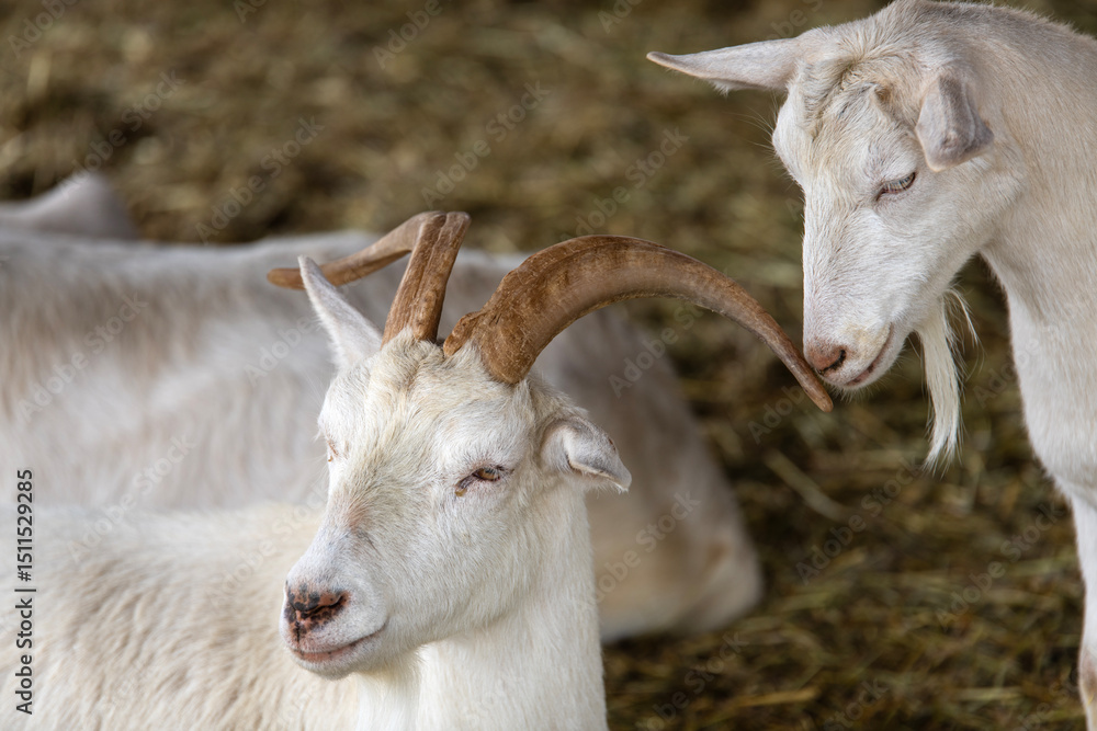 Obraz premium goats in the farm