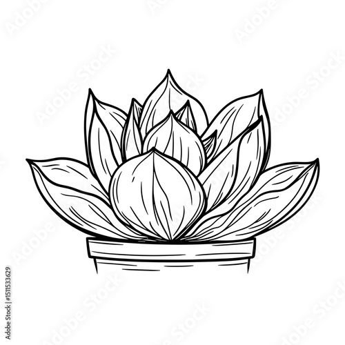 Line drawing of haworthia succulent plant in a pot  