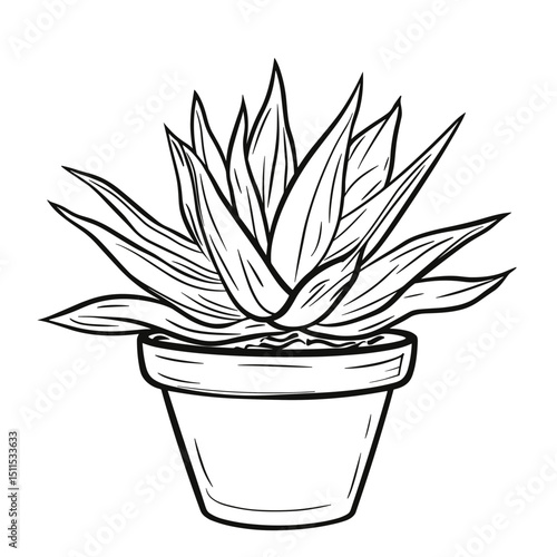 Line drawing of haworthia plant in a simple pot for travel concept  