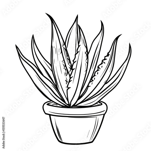 Line drawing of haworthia plant in a pot for travel decor concept  