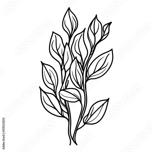 Line drawing of kelp plant with detailed leaves on white background  