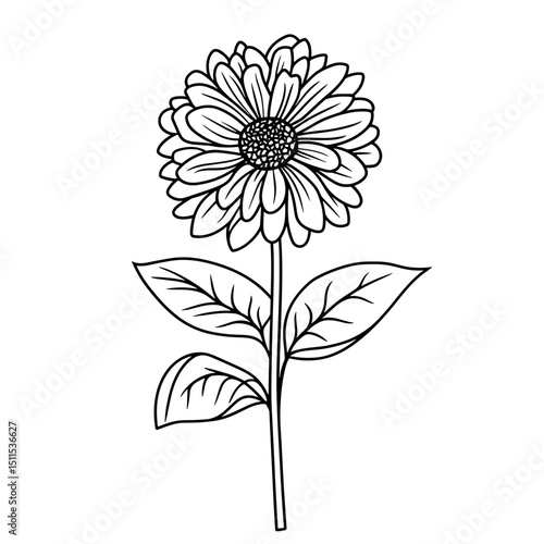 Line drawing of aster flower with leaves on a white background  