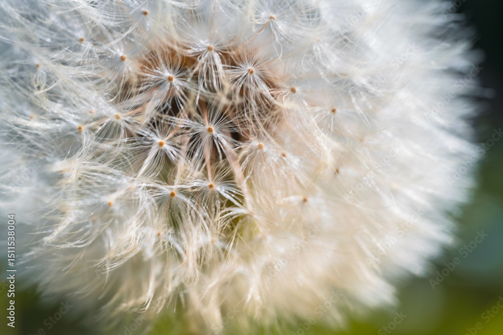Fototapeta premium Dent-de-lion prête à s’envoler – Gros plan poétique