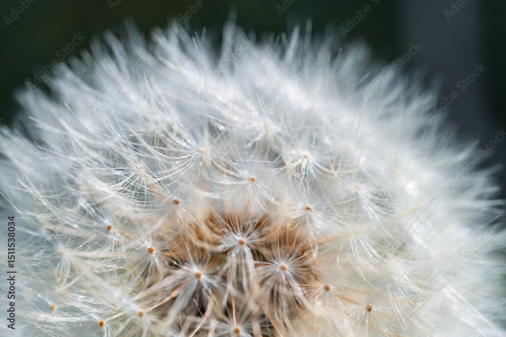 Fototapeta premium Dent-de-lion prête à s’envoler – Gros plan poétique