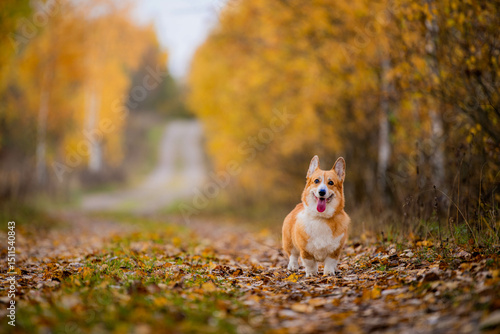 Wallpaper Mural Happy welsh corgi dog standing on path with fallen leaves Torontodigital.ca