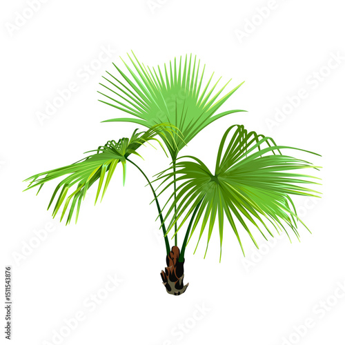 Green Palm Tree isolated on a white background. Desert and tropical houseplants. 
