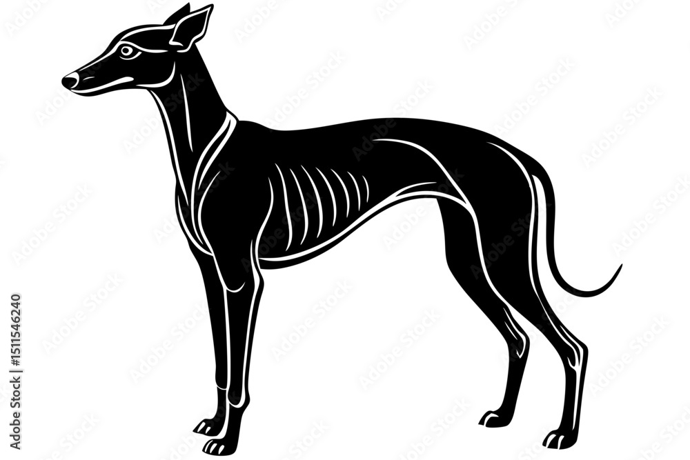 Obraz premium Elegant greyhound dog in silhouette vector illustration