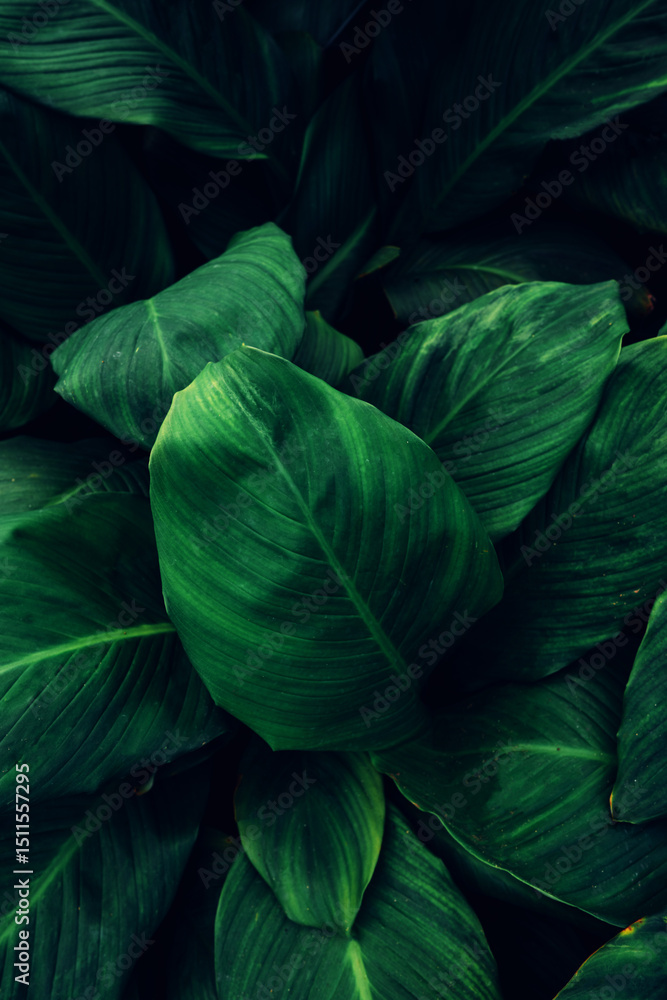 Obraz premium abstract tropical leaf textures on dark tone, natural green background.