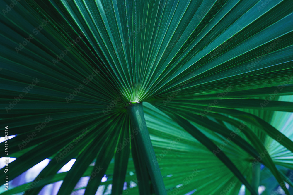Fototapeta premium abstract palm leaf textures on dark blue tone, natural green background.