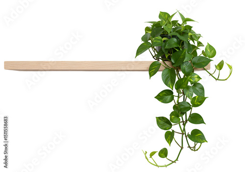 Elegant Hanging Plant on Minimalist Shelf: Interior Design Photography on white background