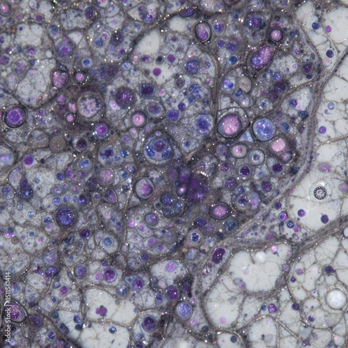 Obraz na płótnie Babesia canis under microscope with Wright's stain