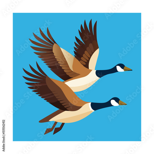 Two canada geese flying high in the bright blue sky with their wings spread