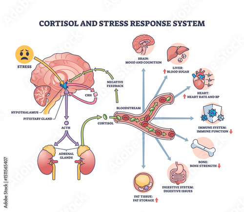 Cortisol and stress response system shows brain, adrenal glands, and bloodstream pathways with hormone flow and effects, transparent background.