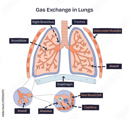 Gas exchange in lungs shows alveoli, capillaries, and red blood cells exchanging oxygen and carbon dioxide, transparent background. Doodle style diagram