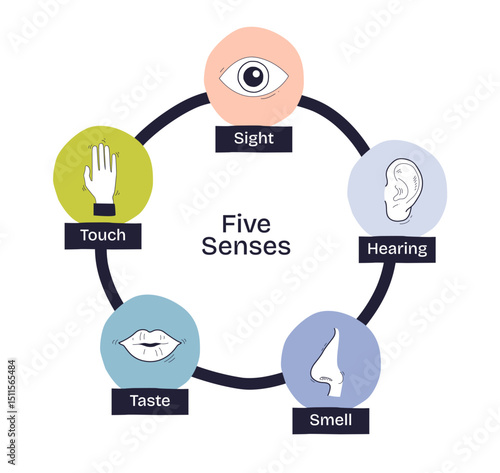 Five senses are illustrated with simple icons for sight, hearing, touch, taste, and smell, showing sensory perception, transparent background. Doodle style diagram