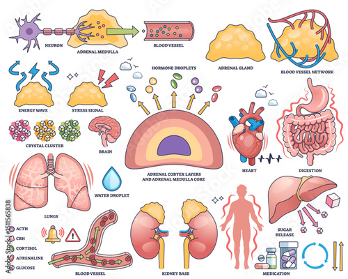 Adrenal gland function is shown with hormone secretion, adrenal glands, and brain in a clear outline style, transparent background. Outline style collection