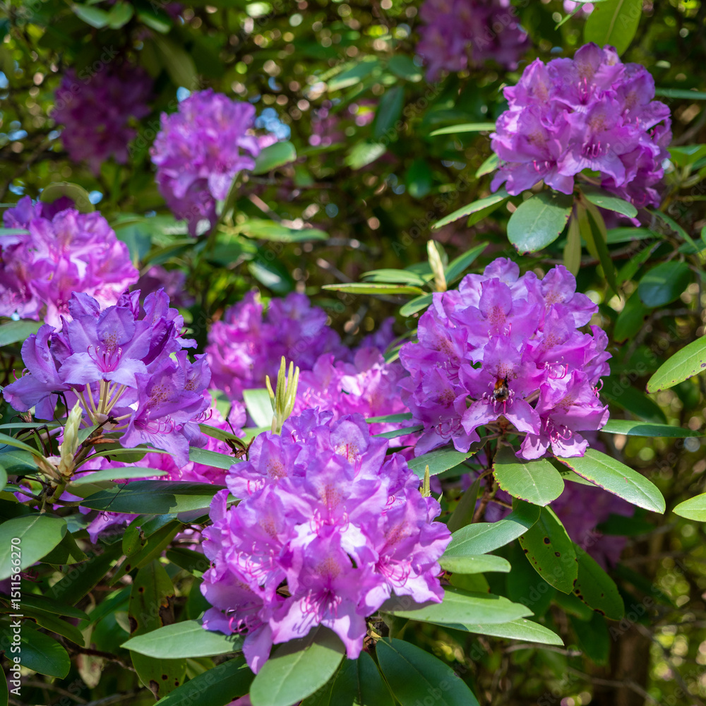 Fototapeta premium Close-up of blooming purple rhododendron flowers with green leaves in natural daylight during spring season.