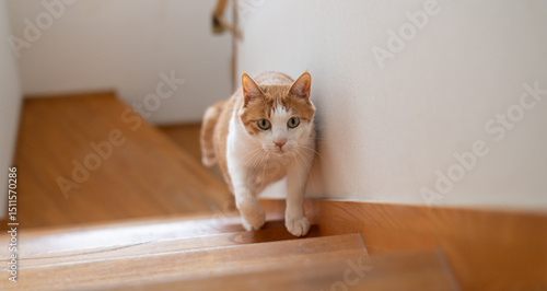 Photography 階段を上る可愛い猫　茶白猫