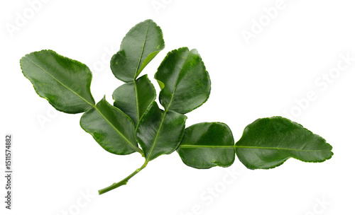 Bergamot kaffir lime leaves herb fresh ingredient isolated on a transparent background