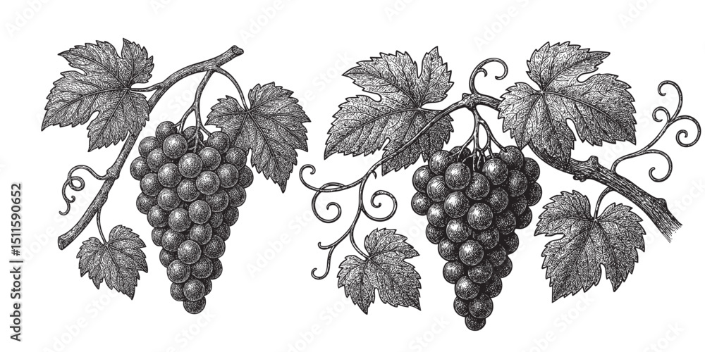Obraz premium Hand drawn grape vine drawing illustration 