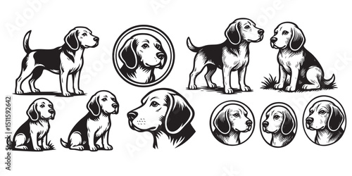 beagle dog set in vintage style hand-drawn engraving woodcut illustration