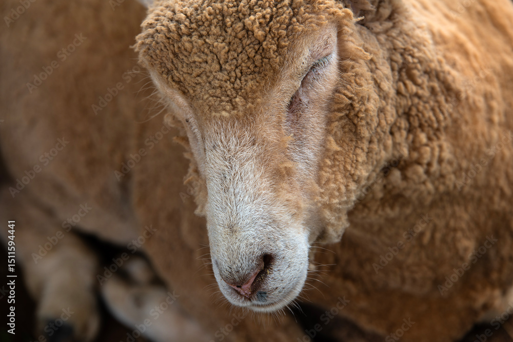 Fototapeta premium sheep in the pasture