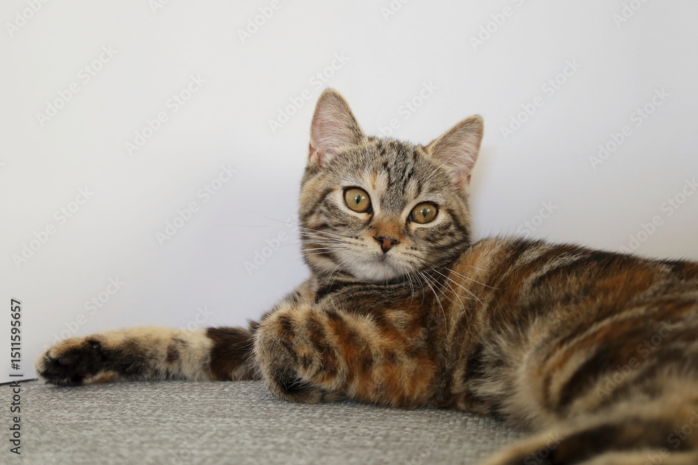 Naklejka premium 疲れた猫