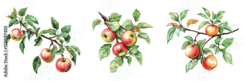 Watercolor set of apple tree branches with apples and leaves. Watercolor branch of a holly tree with half-ripe apples. Concept of fruit harvest, orchard, etc. Vector illustration.
