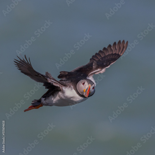 Puffin in flight