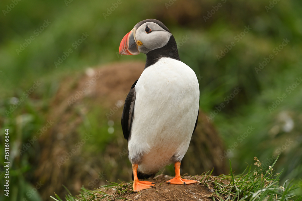 Fototapeta premium Atlantic puffin also know as common puffin