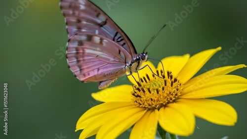 Colorful butterfly resting on vibrant yellow flower, delicate wings shimmering in sunlight, nature’s beauty on display.