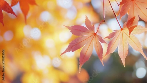 Vibrant display of autumn foliage showcasing japanese maple leaves with bokeh background