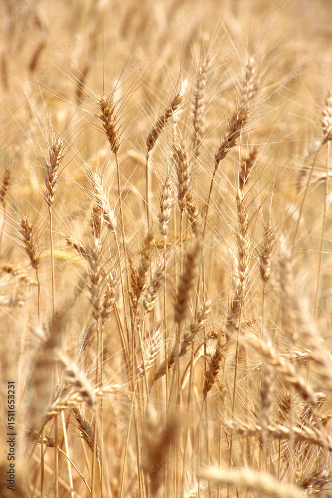 Fototapeta premium wheat crops ready for harvest in field