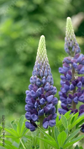 Freshly blooming purple lupine in the garden with bokeh background. 4K handheld video.