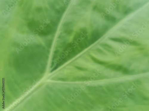 green leaf texture