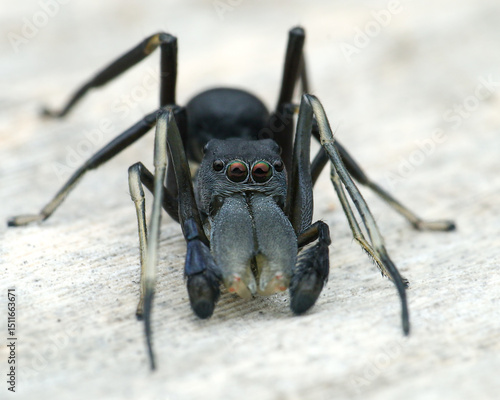 Fotografija Close-up Myrmarachne jumping spider, mimicking an ant