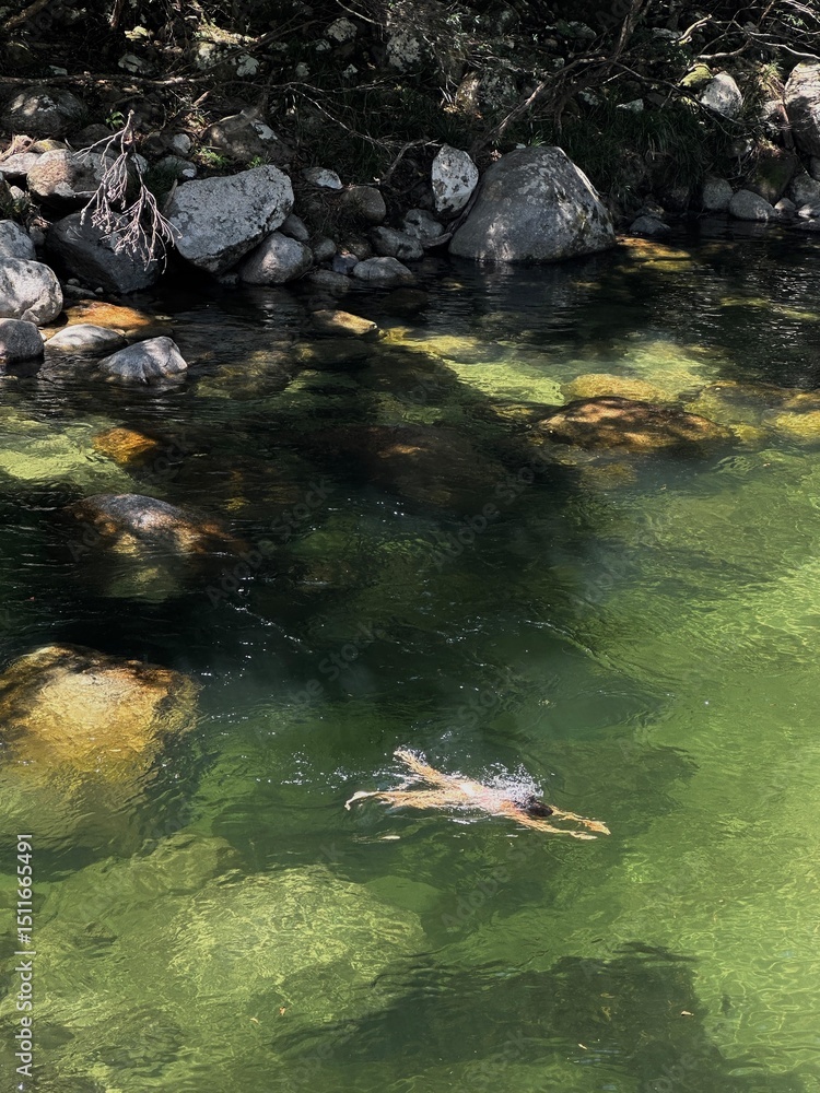 Fototapeta premium small river in the forest