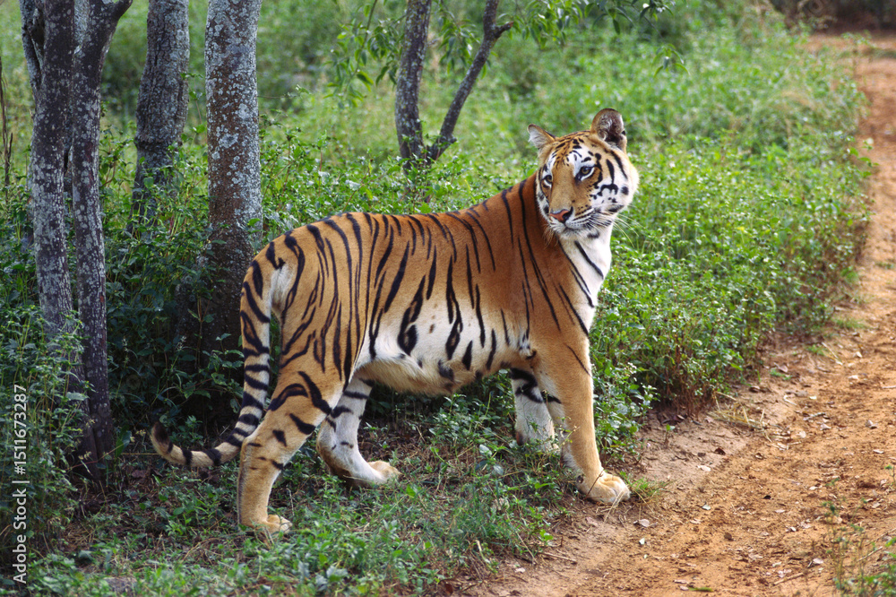 Obraz premium Tigress panthera tigris looking at backside at Bannarghatta national park, Bangalore, Karnataka, India