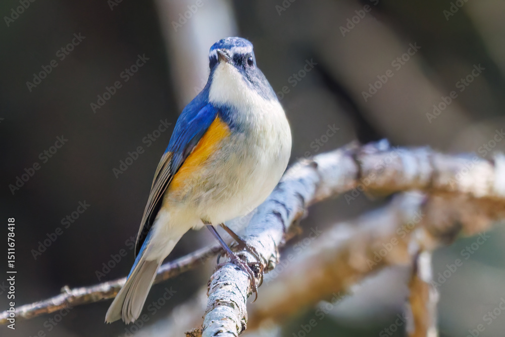 Fototapeta premium 羽ばたいて飛び出す幸せの青い鳥、可愛いルリビタキ（ヒタキ科） 英名学名：Red flanked Bluetail (Tarsiger cyanurus) 埼玉県北本市、北本自然観察公園 2025 