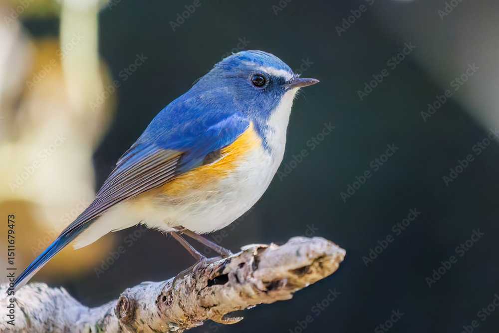 Obraz premium 羽ばたいて飛び出す幸せの青い鳥、可愛いルリビタキ（ヒタキ科） 英名学名：Red flanked Bluetail (Tarsiger cyanurus) 埼玉県北本市、北本自然観察公園 2025 