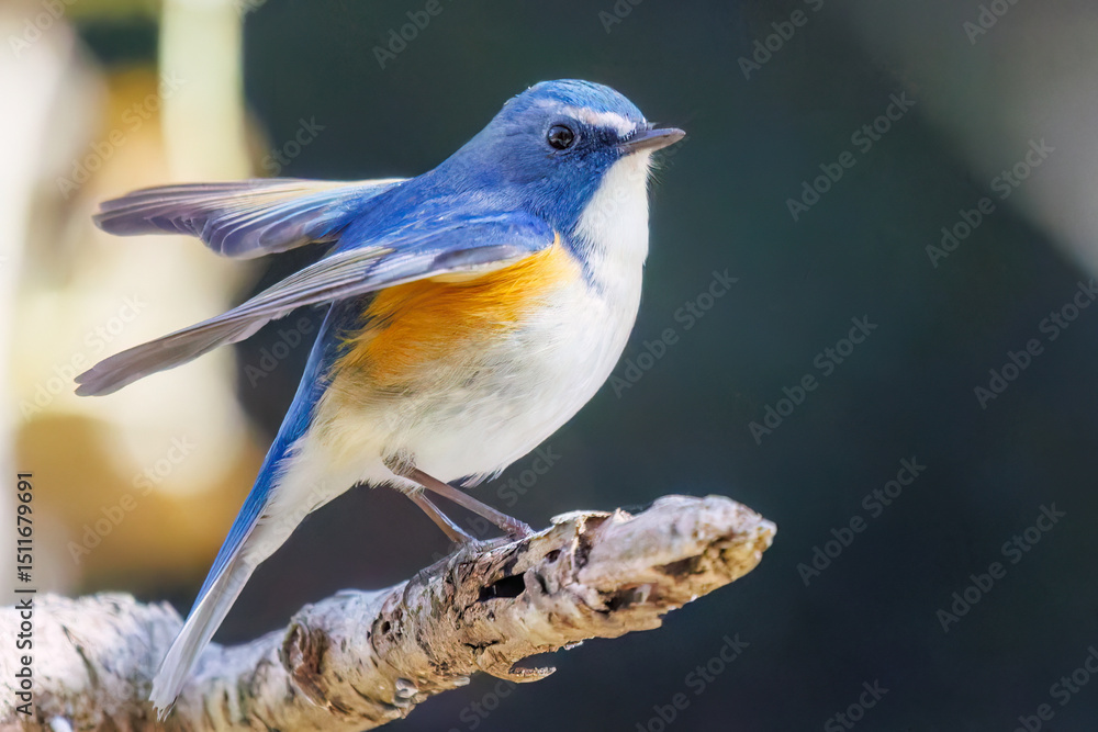 Fototapeta premium 羽ばたいて飛び出す幸せの青い鳥、可愛いルリビタキ（ヒタキ科） 英名学名：Red flanked Bluetail (Tarsiger cyanurus) 埼玉県北本市、北本自然観察公園 2025 