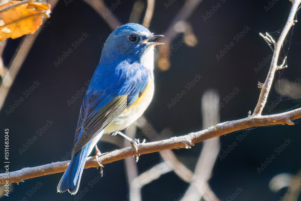 Obraz premium 羽ばたいて飛び出す幸せの青い鳥、可愛いルリビタキ(ヒタキ科) 英名学名:Red flanked Bluetail (Tarsiger cyanurus) 埼玉県北本市、北本自然観察公園 2025