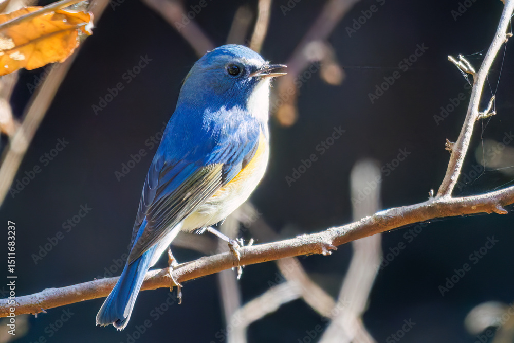 Fototapeta premium 羽ばたいて飛び出す幸せの青い鳥、可愛いルリビタキ（ヒタキ科） 英名学名：Red flanked Bluetail (Tarsiger cyanurus) 埼玉県北本市、北本自然観察公園 2025 