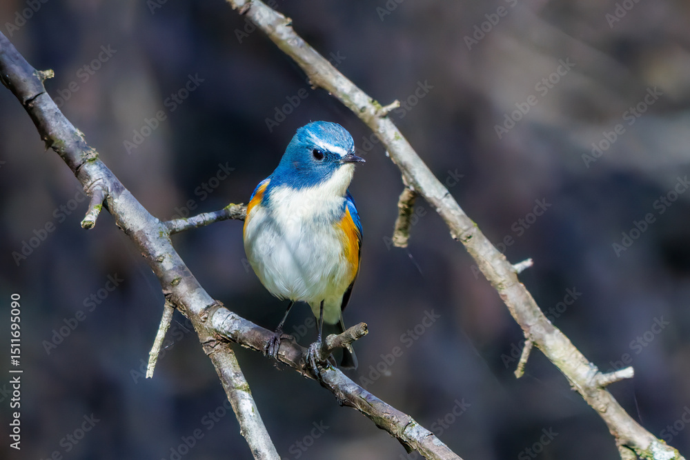 Fototapeta premium 羽ばたいて飛び出す幸せの青い鳥、可愛いルリビタキ（ヒタキ科） 英名学名：Red flanked Bluetail (Tarsiger cyanurus) 埼玉県北本市、北本自然観察公園 2025 