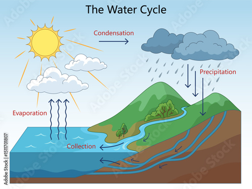 Educational illustration showing the water cycle with labeled stages evaporation, condensation, precipitation, and collection hand drawn schematic vector illustration. Science educational illustration