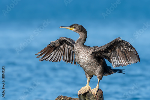 European Shag, black bird with open wings